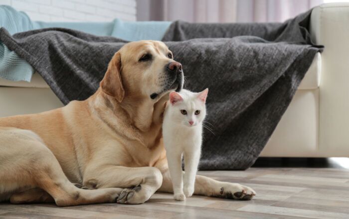 Home 4 pet friendly cleaning