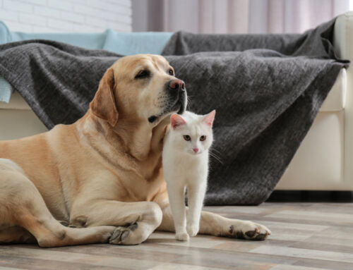 Pet-Friendly Cleaning: Keep Allergies Under Control